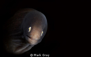 "The Whites of his eyes". White Eye Moray Eel by Mark Gray 
